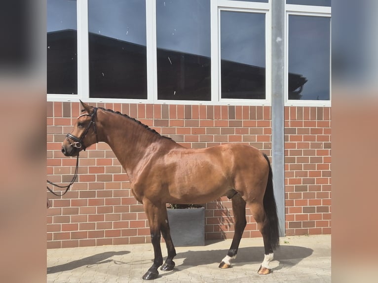 Westphalian Gelding 5 years 16,1 hh in Vechta