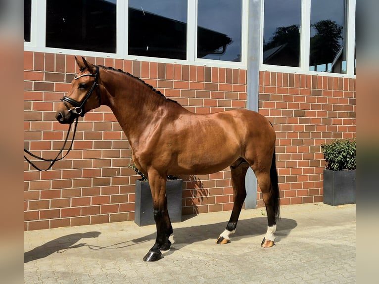 Westphalian Gelding 5 years 16,1 hh in Vechta