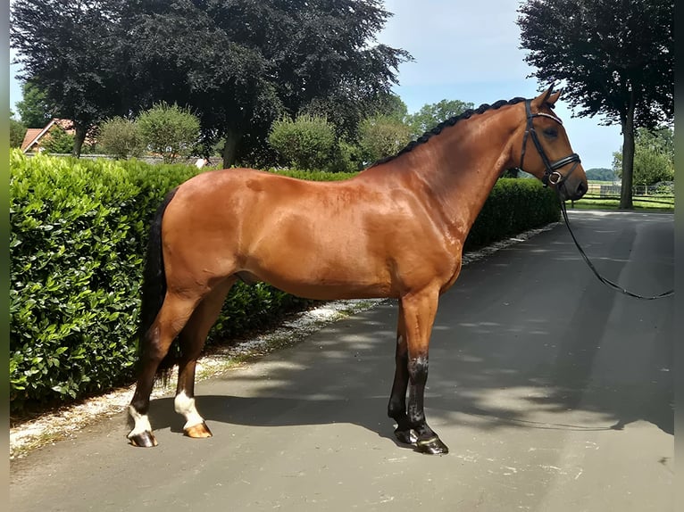 Westphalian Gelding 5 years 16,1 hh in Vechta