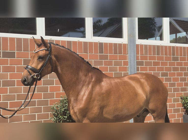 Westphalian Gelding 5 years 16,1 hh in Vechta