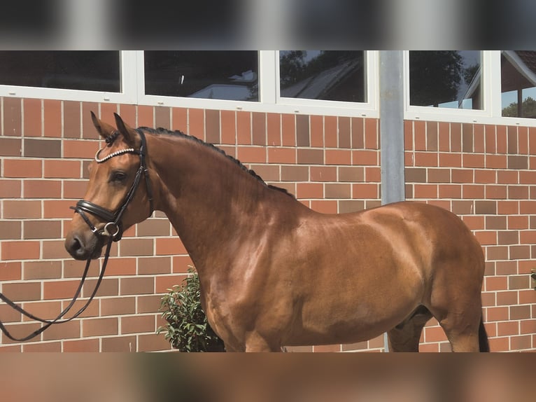 Westphalian Gelding 5 years 16,1 hh in Vechta