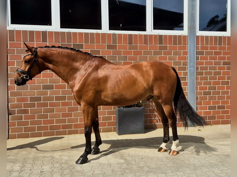 Westphalian Gelding 5 years 16,1 hh in Vechta