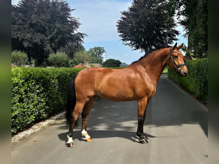 Westphalian Gelding 5 years 16,1 hh in Vechta