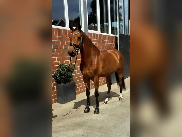 Westphalian Gelding 5 years 16,1 hh in Vechta