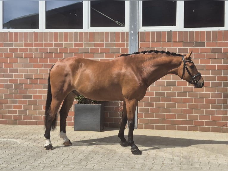 Westphalian Gelding 5 years 16,1 hh in Vechta