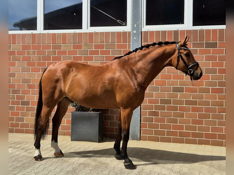 Westphalian Gelding 5 years 16,1 hh in Vechta