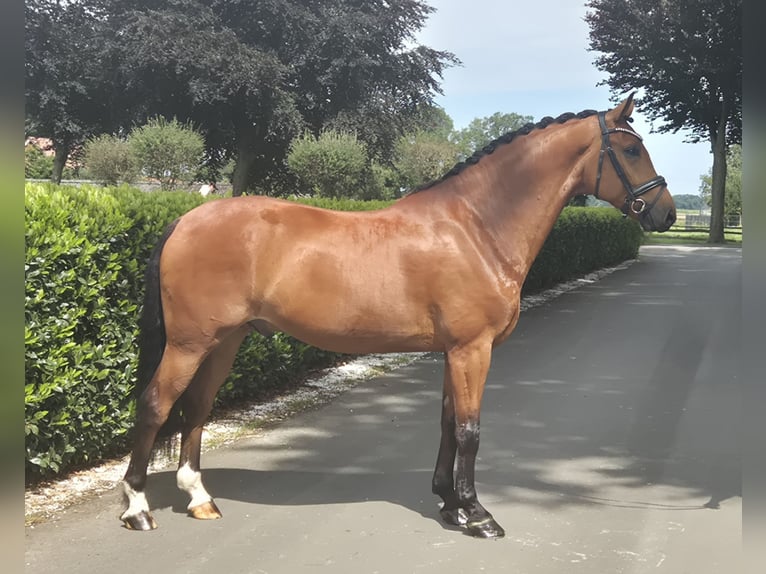 Westphalian Gelding 5 years 16,1 hh in Vechta