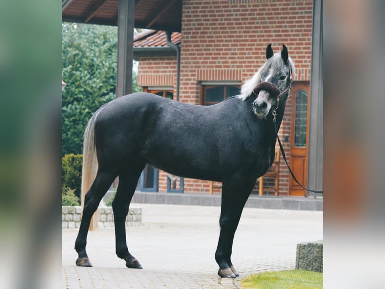 Westphalian Gelding 5 years 16,1 hh Gray-Dapple in Twist