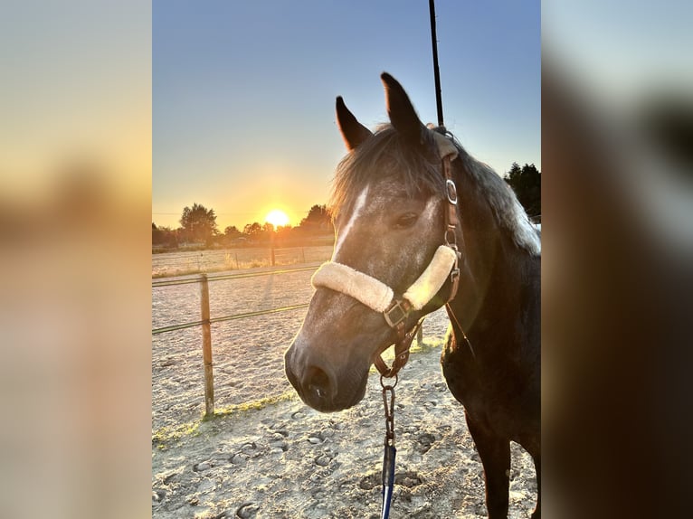 Westphalian Gelding 5 years 16,1 hh Gray-Dapple in Twist