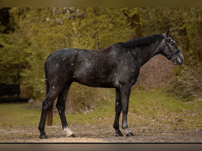 Westphalian Gelding 5 years 16.1 hh Grey in Freudenberg