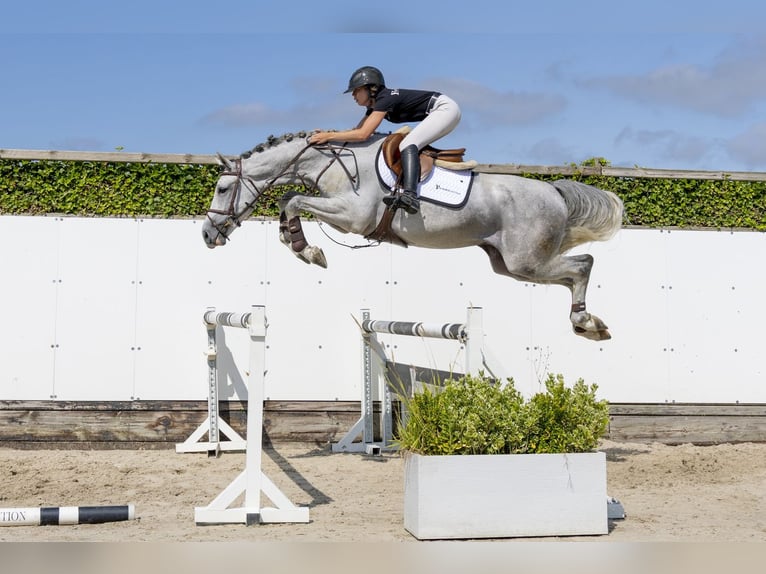 Westphalian Gelding 5 years 16.1 hh Grey in Waddinxveen