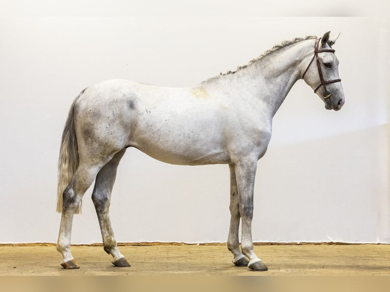 Westphalian Gelding 5 years 16.1 hh Grey in Waddinxveen