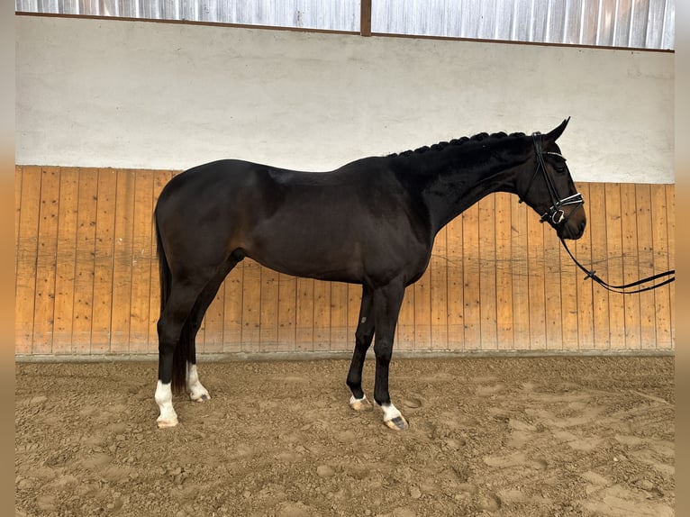 Westphalian Gelding 5 years 16,1 hh Smoky-Black in Salzhemmendorf