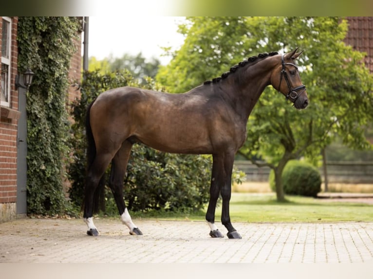 Westphalian Gelding 5 years 16,2 hh Bay-Dark in Hörstel