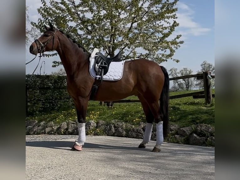 Westphalian Gelding 5 years 16.2 hh Bay-Dark in Pucking