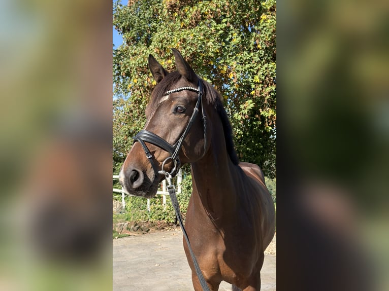 Westphalian Gelding 5 years 16.2 hh Bay-Dark in Wermelskirchen