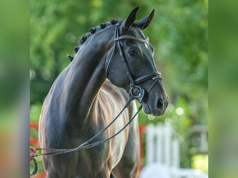 Westphalian Gelding 5 years 16,2 hh Bay-Dark in Münster