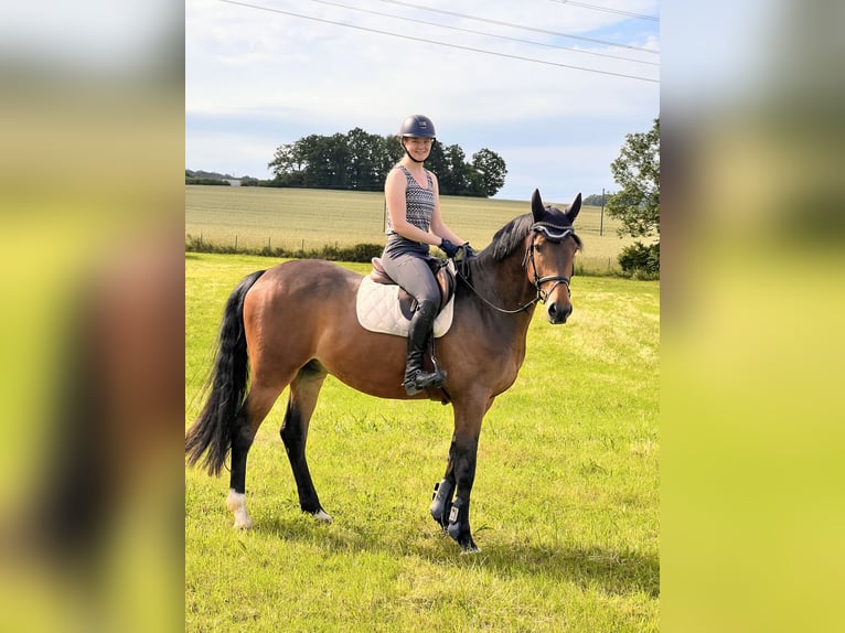 Westphalian Gelding 5 years 16,2 hh Bay-Dark in Menden