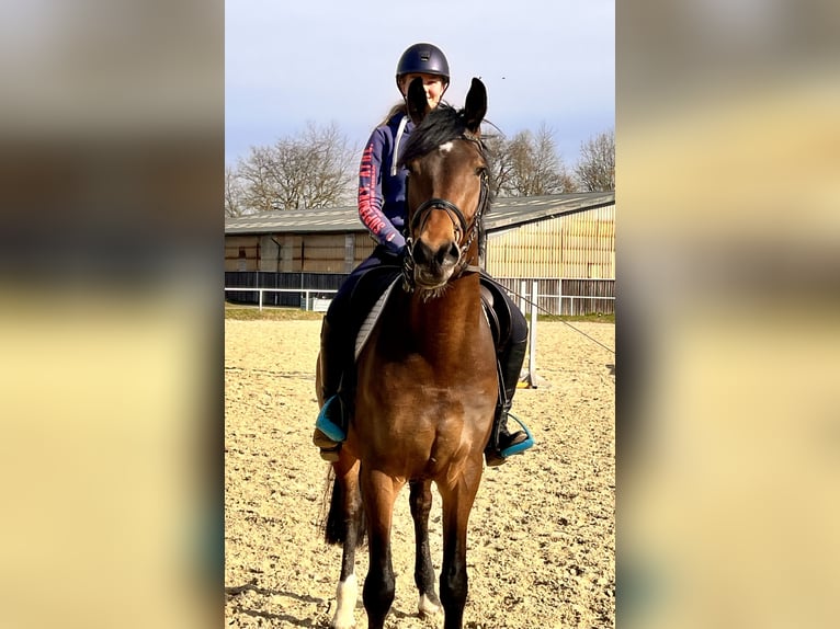 Westphalian Gelding 5 years 16,2 hh Bay-Dark in Menden