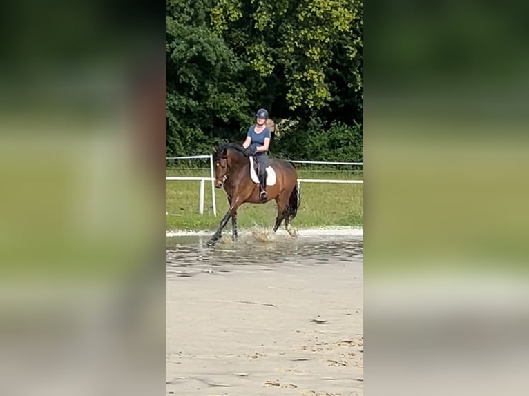 Westphalian Gelding 5 years 16,2 hh Bay-Dark in Menden