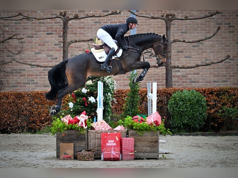 Westphalian Gelding 5 years 16,2 hh Bay-Dark in Bladel