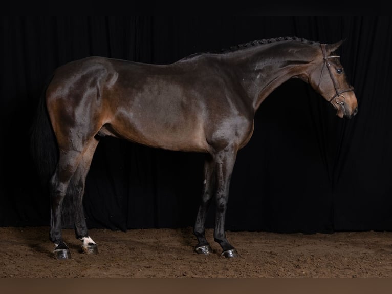 Westphalian Gelding 5 years 16,2 hh Bay-Dark in Bladel