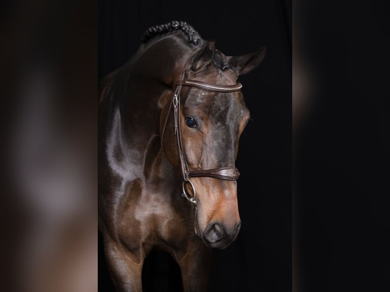 Westphalian Gelding 5 years 16,2 hh Bay-Dark in Bladel