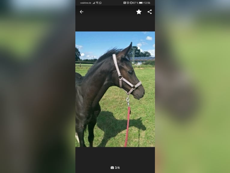 Westphalian Gelding 5 years 16,2 hh Black in Hamburg Rahlstedt