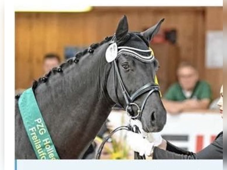 Westphalian Gelding 5 years 16,2 hh Black in Hamburg Rahlstedt