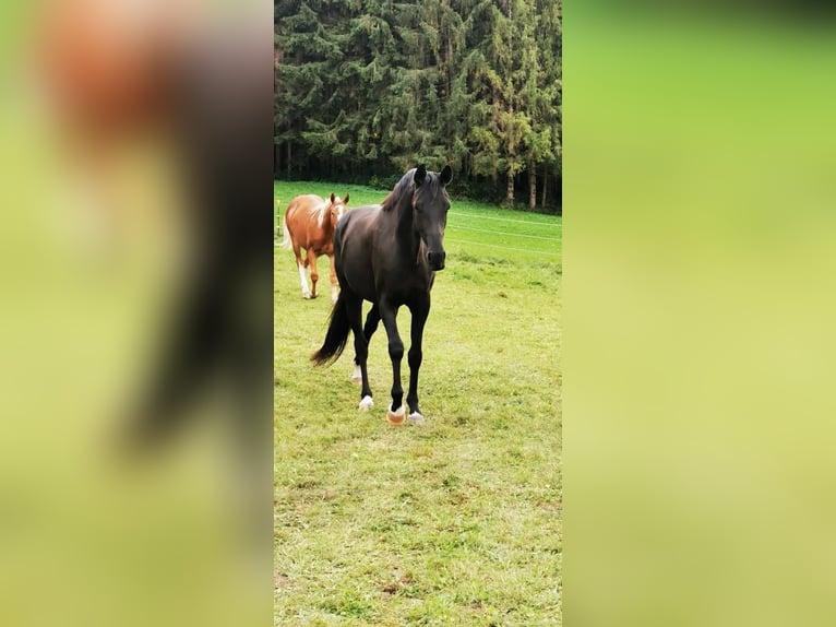 Westphalian Gelding 5 years 16,2 hh Black in Hamburg Rahlstedt