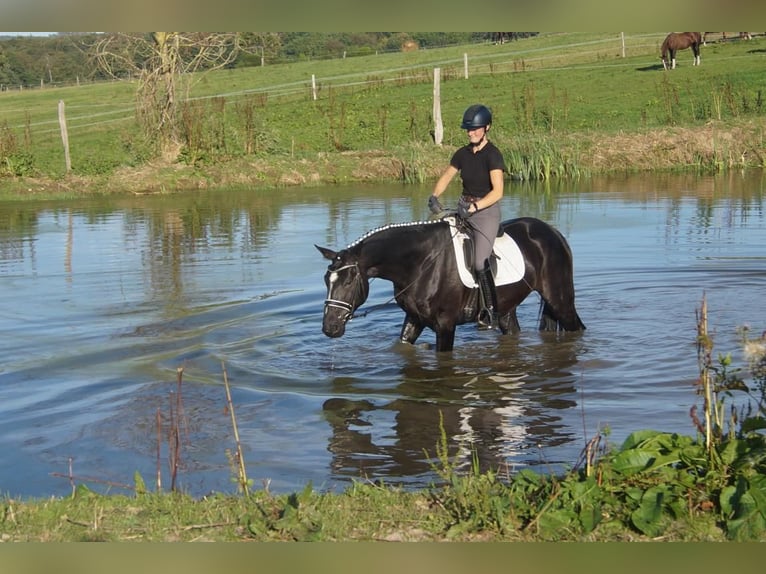 Westphalian Gelding 5 years 16.2 hh Black in Iserlohn
