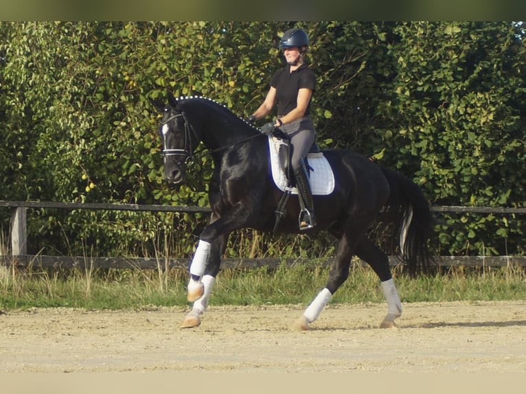 Westphalian Gelding 5 years 16.2 hh Black in Iserlohn