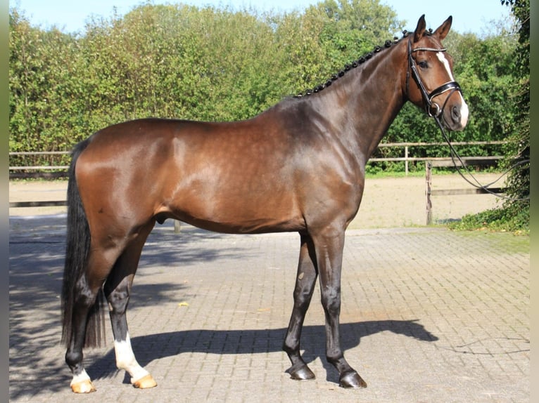 Westphalian Gelding 5 years 16.2 hh Brown in Gronau (Westfalen)