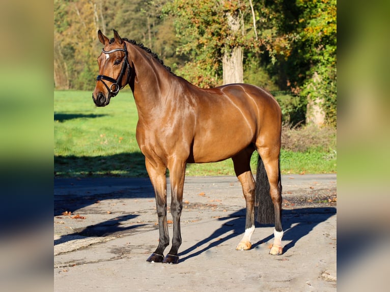 Westphalian Gelding 5 years 16,2 hh Brown in Lienen