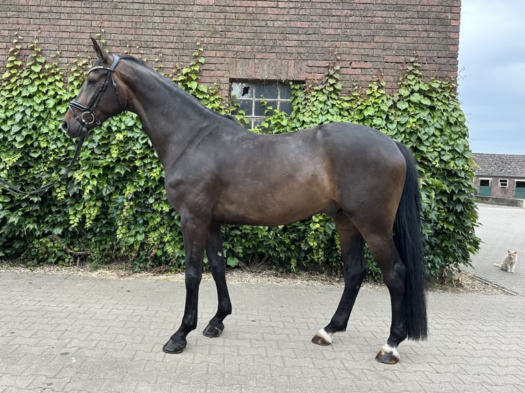 Westphalian Gelding 5 years 16.2 hh Brown in Rees