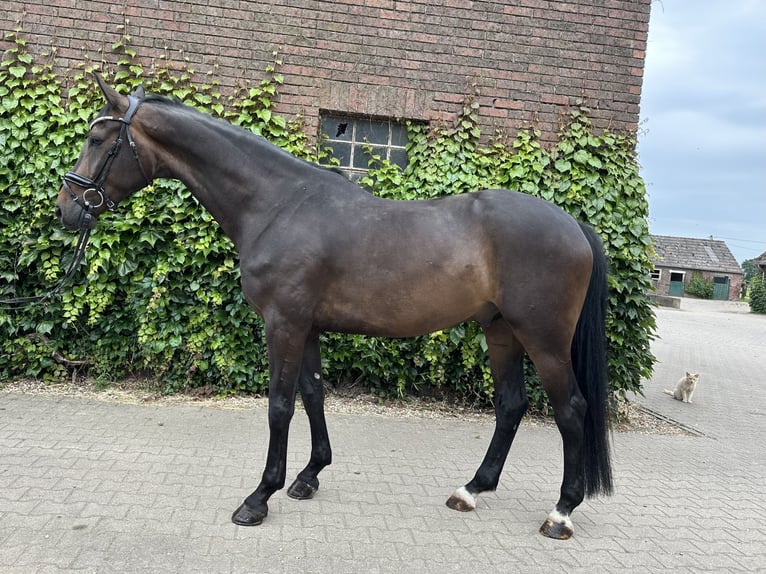 Westphalian Gelding 5 years 16.2 hh Brown in Rees
