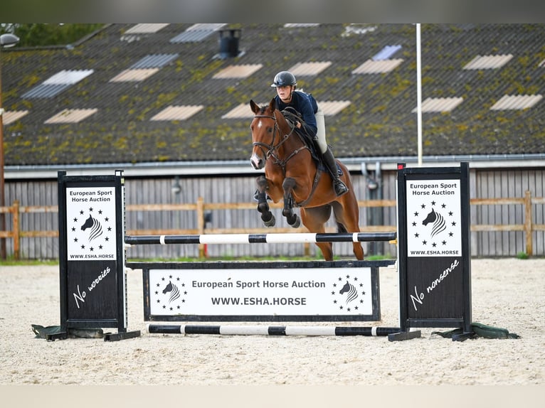 Westphalian Gelding 5 years 16,2 hh Brown in GROTE-BROGEL