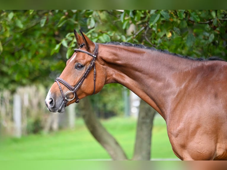 Westphalian Gelding 5 years 16,2 hh Brown in GROTE-BROGEL