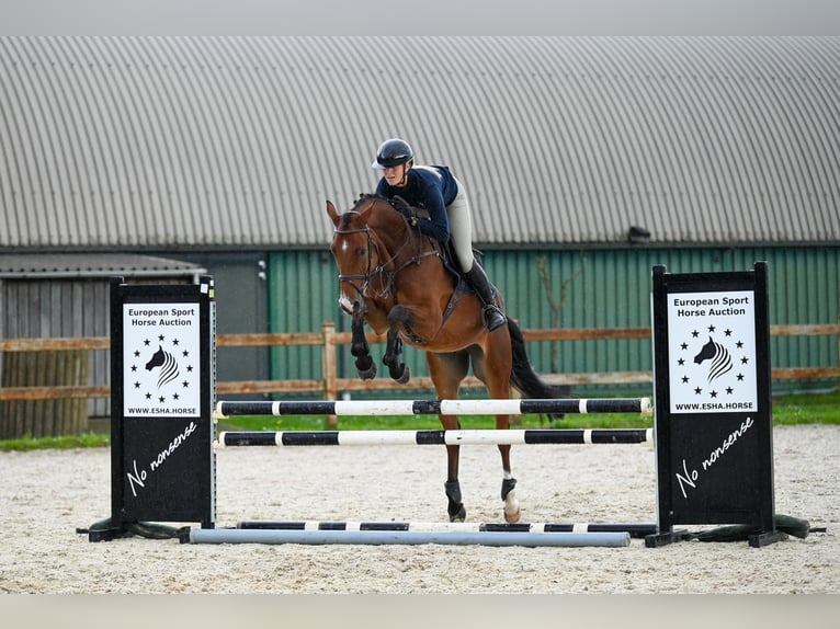 Westphalian Gelding 5 years 16,2 hh Brown in GROTE-BROGEL