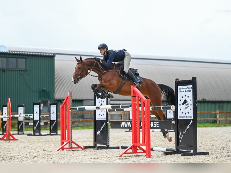 Westphalian Gelding 5 years 16,2 hh Brown in GROTE-BROGEL