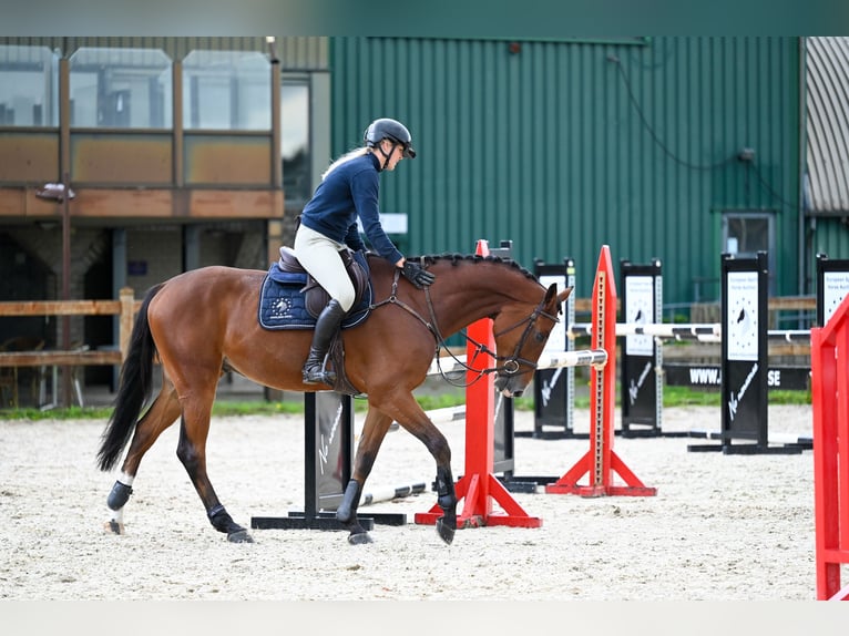 Westphalian Gelding 5 years 16,2 hh Brown in GROTE-BROGEL