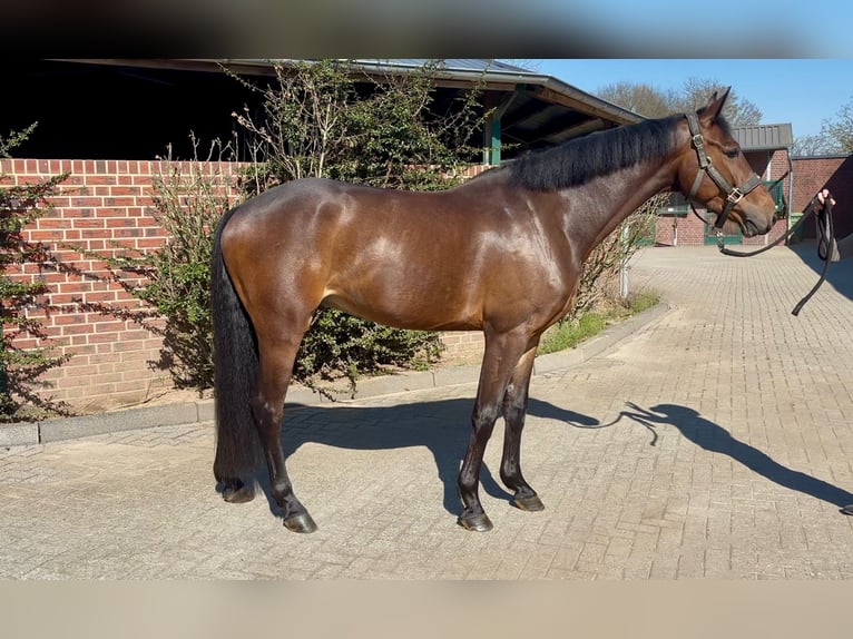 Westphalian Gelding 5 years 16.2 hh Brown in Nettetal
