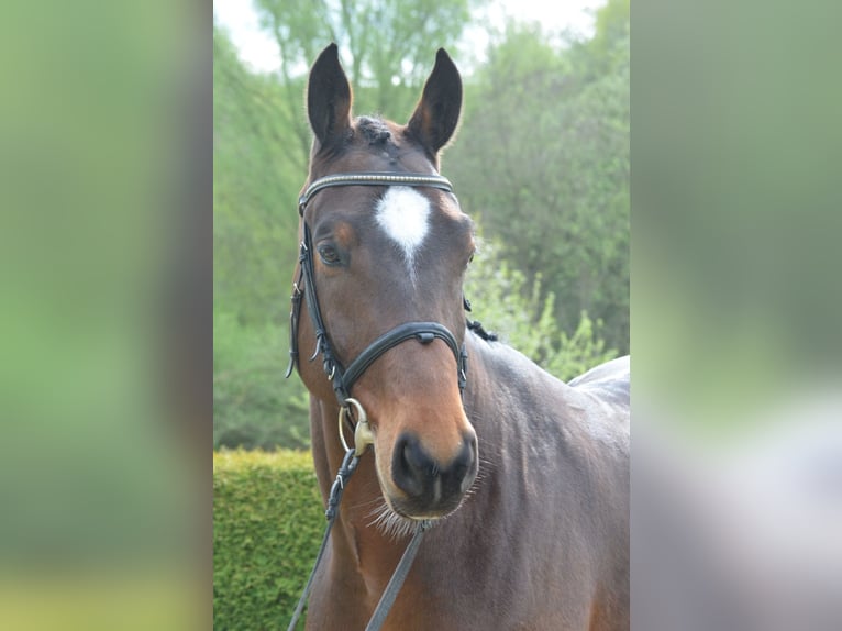 Westphalian Gelding 5 years 16,2 hh Brown in Willebadessen