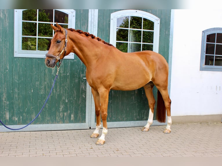 Westphalian Gelding 5 years 16.2 hh Chestnut-Red in Brilon