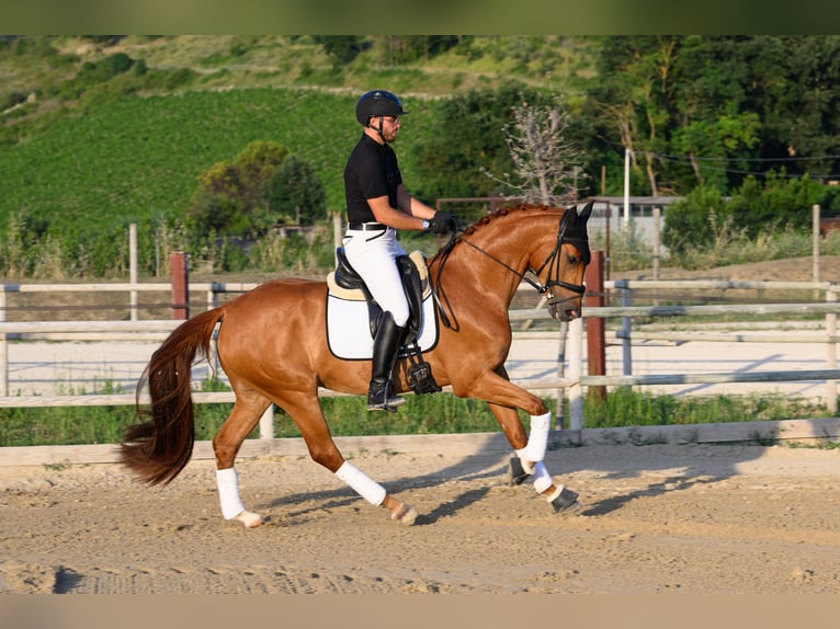Westphalian Gelding 5 years 16.2 hh Chestnut-Red in San SavinoRipatransone