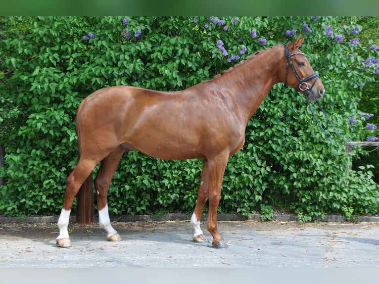 Westphalian Gelding 5 years 16,2 hh Chestnut-Red in Rosengarten