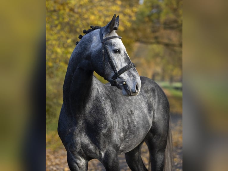 Westphalian Gelding 5 years 16.2 hh Grey-Dapple in Hagen am Teutoburger Wald