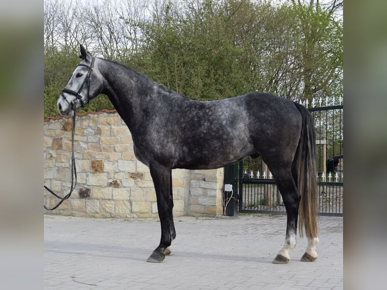 Westphalian Gelding 5 years 16.2 hh Grey-Dapple in Hagen am Teutoburger Wald