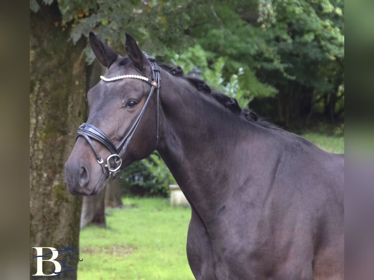Westphalian Gelding 5 years 16.2 hh Smoky-Black in BorgholzhausenBorgholzhausen