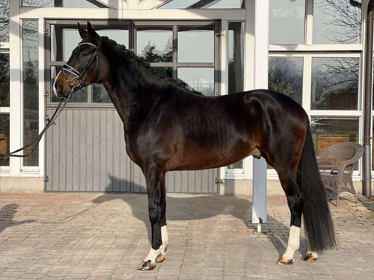 Westphalian Gelding 5 years 16,3 hh Bay-Dark in Bad Nauheim